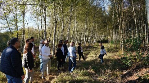 Parcela de Penamá, en Allariz, para el aprovechamiento de abedules