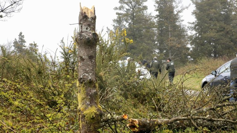 Propietarios forestales de Lugo reclaman más facilidades para sustituir sus pinos por eucaliptos