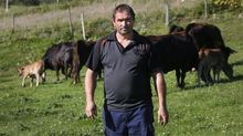 Roberto Louzán, en su ganadería de Cerdedo-Cotobade, donde tiene unas 130 cabezas de vacuno. 