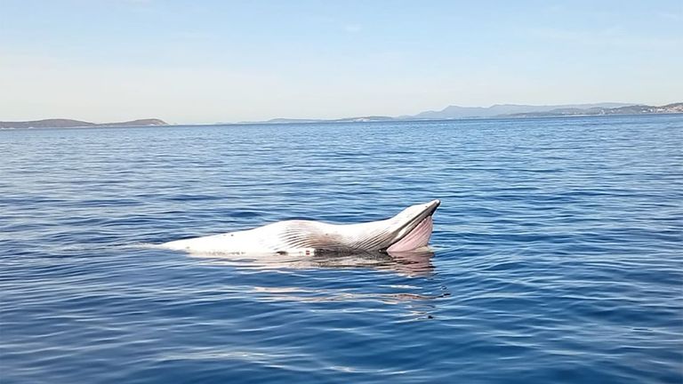 Más de 2.000 animales vararon en Galicia en los últimos tres años
