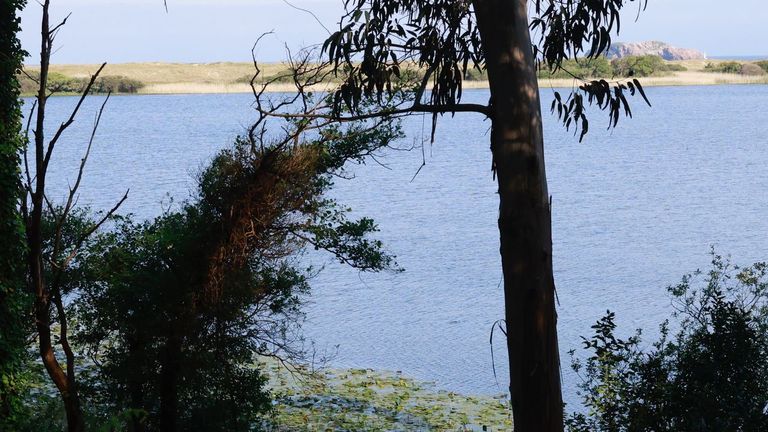 Lucha contra las especies invasoras en Ferrolterra