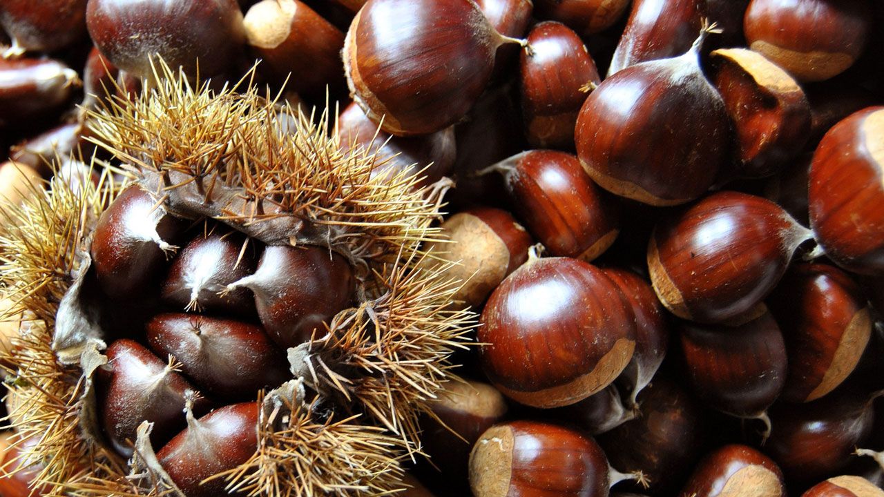 Casta�as en oto�o