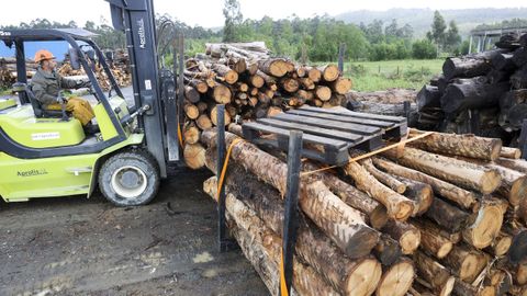 Trabajos en el parque de almacenamiento de madera habilitado por la zaragozana Torraspapel en las instalaciones de Forestal Cando, en San Sadurnio
