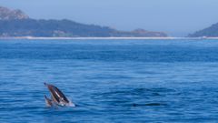 Una pareja de delfines ante el archipilago de las islas Ces.