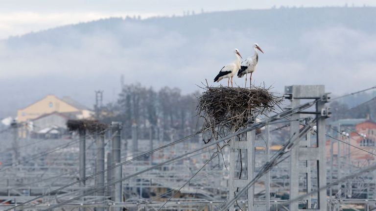 Una pareja de cigüeñas en una torre de la estación de ferrocarril de Monforte a principios del pasado enero