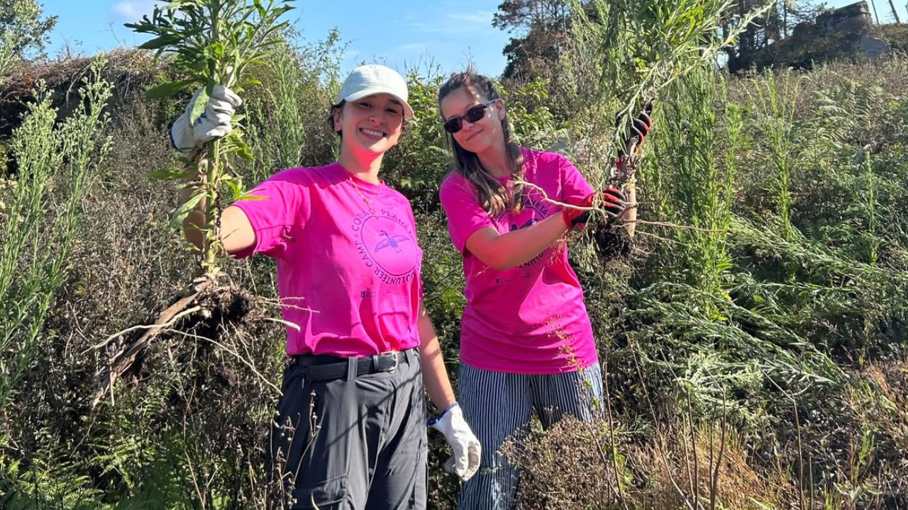 Los voluntarios retiran más de 15.000 brotes de una planta invasora americana en las Cíes