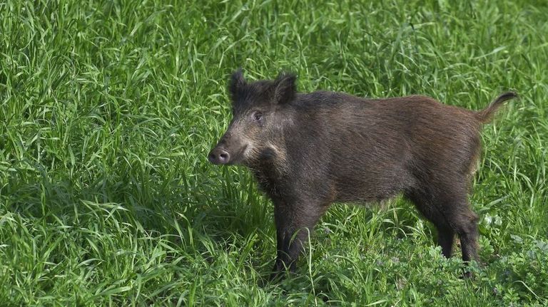 La Xunta regula la caza en áreas de la comarca de Pontevedra donde viven 500 jabalíes