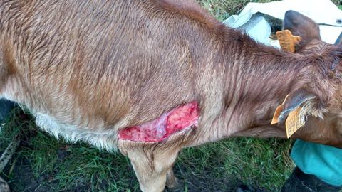 Los gastos veterinarios derivados de atender reses heridas, como la de la foto, tambin son subvenciobnables