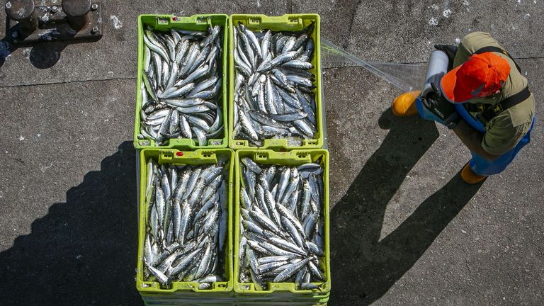 Las lonjas se animan con descargas de sardina, que se esperan masivas el lunes