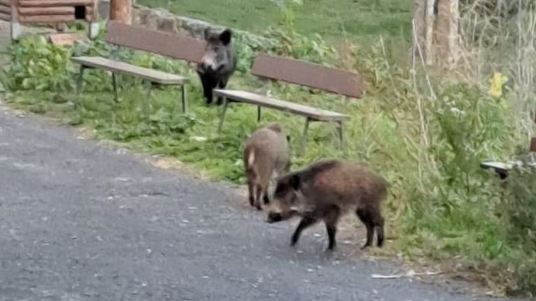El barrio de Covadonga es uno de los más afectados por las incursiones de los jabalíes incluso a plena luz del día, como se ve en la foto, tomada esta semana.