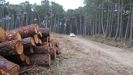 Imagen de archivo de una tala de pinos en Galicia