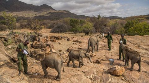 Fotografa cedida por la organizacin World Press Photo que muestra la imagen captada por la fotgrafa Ami Vitale, ganadora del primer premio de la categora Nature - Stories. La foto muestra a un grupo de trabajadores alimentando elefantes bebs en el Santuario Reteti Elephant, en el norte de Kenia, el 11 de febrero del 2017. 