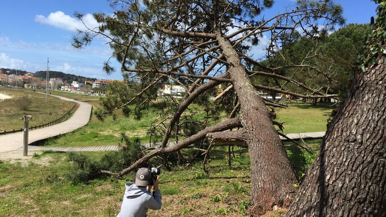 Por qu las mascotas no pueden viajar como los humanos?.Gas Natural Fenosa fue la primera compaa que empez a repotenciar sus aerogeneradores. En el paraje de cabo Viln, el primer
parque elico de Galicia, los 22 molinos han sido sustituidos por dos. En la imagen, las obras de inicio de la transformacin