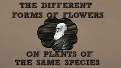 La Universidad de Vigo explica las flores favoritas de Darwin