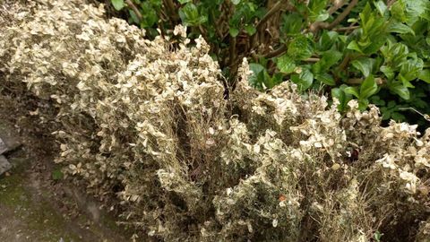 Los arbustos de boj afectados por la polilla presentan un aspecto que puede hacer creer que se estn secando o que sufren un ataque de hongos
