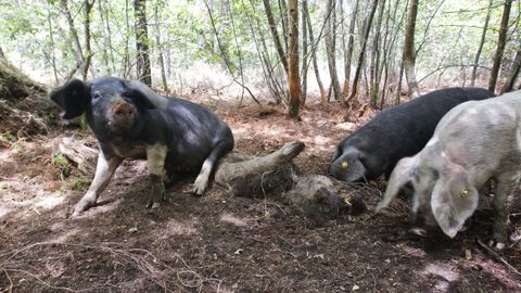 Ejemplares de porco celta en una explotacin de Friol