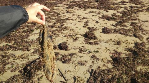 Basura arrastrada por la marea a la playa de San Lorenzo de Gijn.Un calcetn