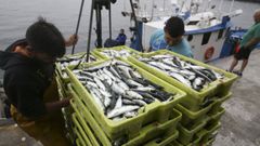 Imagen de archivo de una descarga de sardina en A Corua