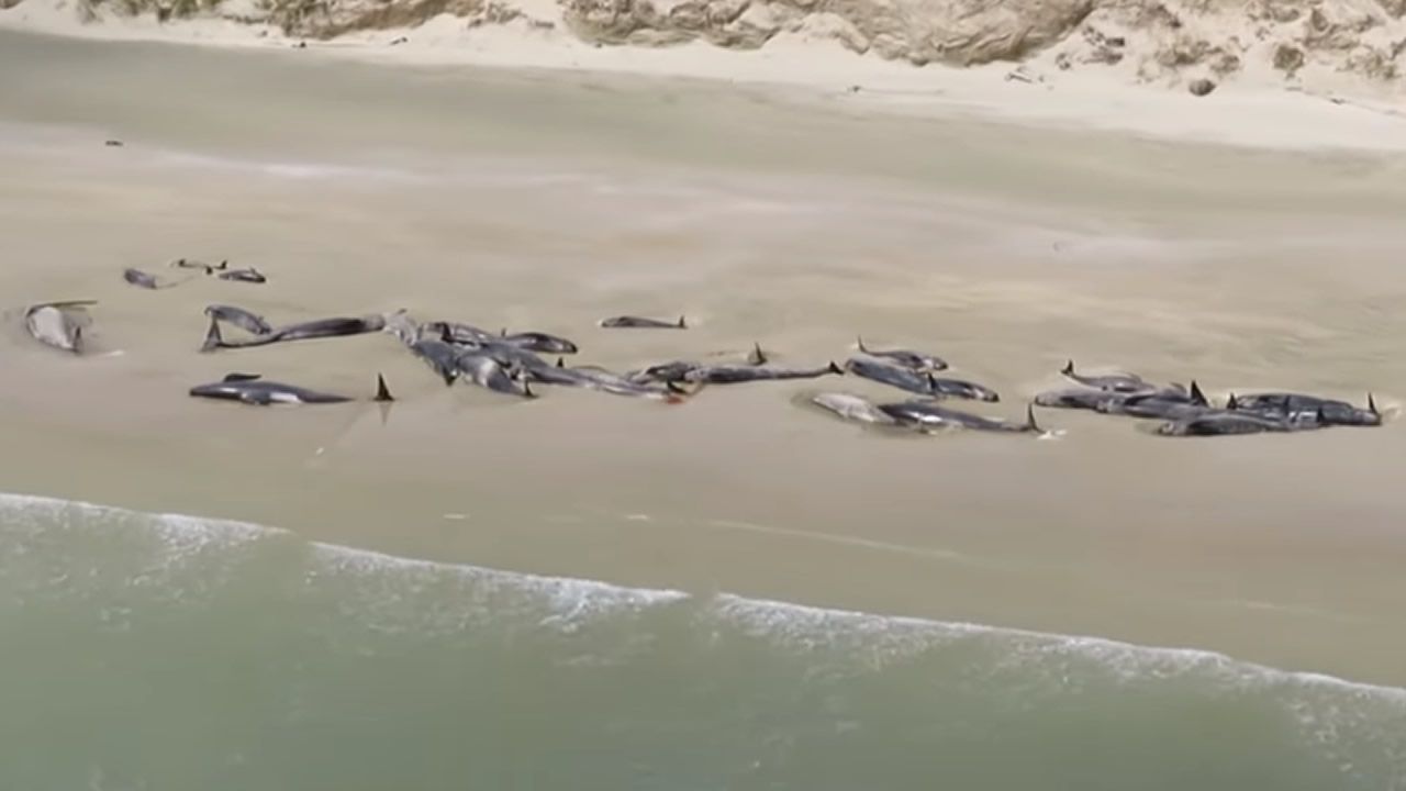 Un paseo por el sorprendente Gijn que bulle bajo el Cantbrico.El elasmoterio, una especie extinta de mamfero perisodctilo de la familia Rhinocerotidae 