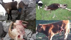 ataque lobo ganadera lobos animales heridas.Los estragos del lobo en las especies ganaderas de Asturias