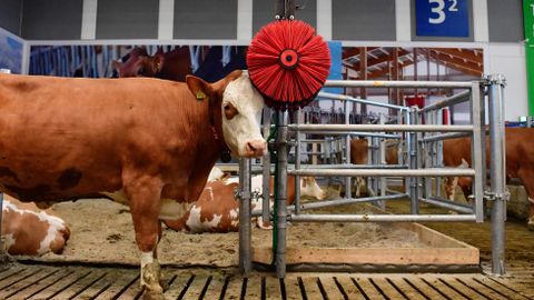 Una vaca se rasca la cabeza en un cepillo giratorio en una exposicin de granja automatizada en Berln