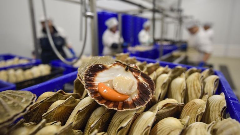 Una planta nacida para procesar vieira gallega se ve obligada a recurrir a Escocia: «Aquí no hay y tenemos que pagar nuestras facturas»