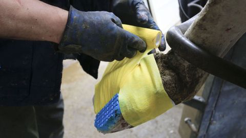 Un veterinario arregla una pezua a una vaca