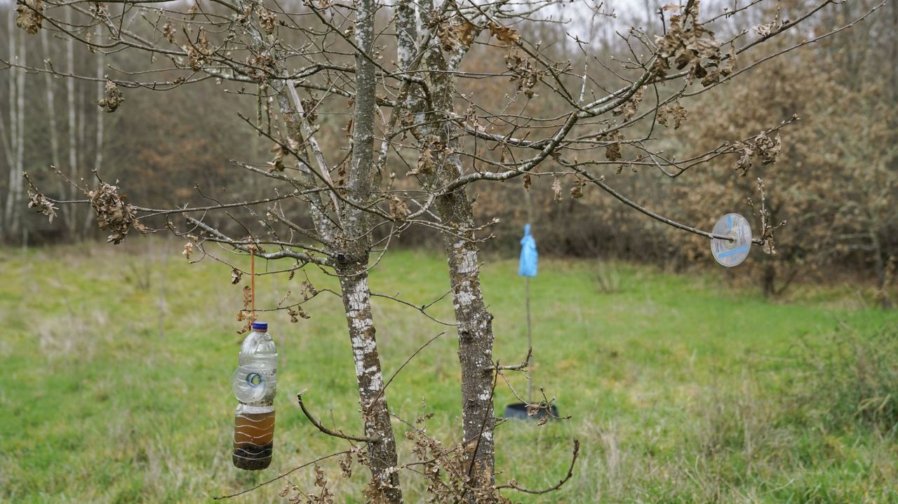 Dos trabajadores heridos al implosionar un silo de aceite de palma en el puerto de Vigo que dejó un vertido.Las trampas contra velutinas en árboles son frecuentes últimamente en muchas zonas de Galicia