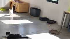 GraoAnimals, protectora de animales