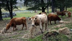 El ganado mostrenco necesita hierba seca por falta de pasto en el monte