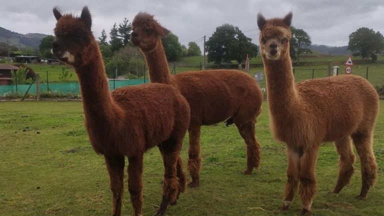 Alpacas del Núcleo Zoológico Tuernes El Pequeño