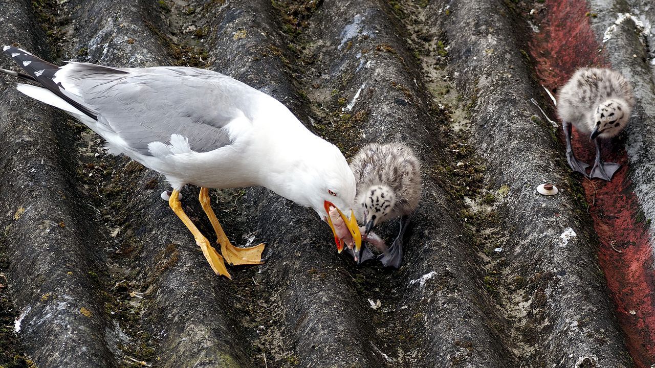 Una gaviota alimenta a su polluelo.