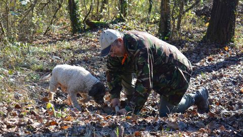 A la caza. La perra Macchia, junto con el cazador Adriano, recorre los bosques del Valle de Samoggia a la caza del tartufo bianco que se encuentra enterrado entre las raíces.