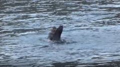 Combate entre tres Nutrias en el r�o Narcea