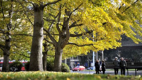 Llega el otoño a los árboles de la ciudad. Cuatro Caminos