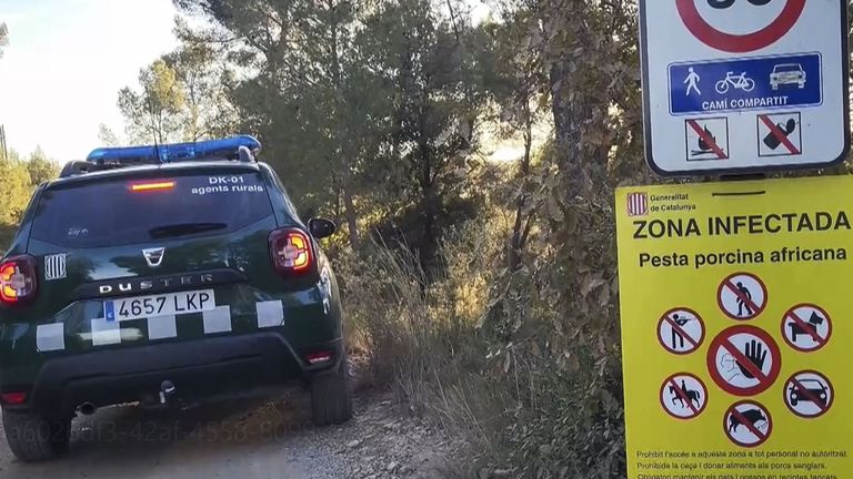 Creen que el virus de la peste porcina africana pudo haber llegado por la AP-7 en restos de comida o en una rueda