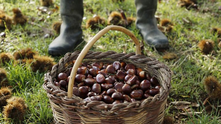 El campus de Ourense crea bebidas vegetales a partir de castañas autóctonas y habas de Lourenzá