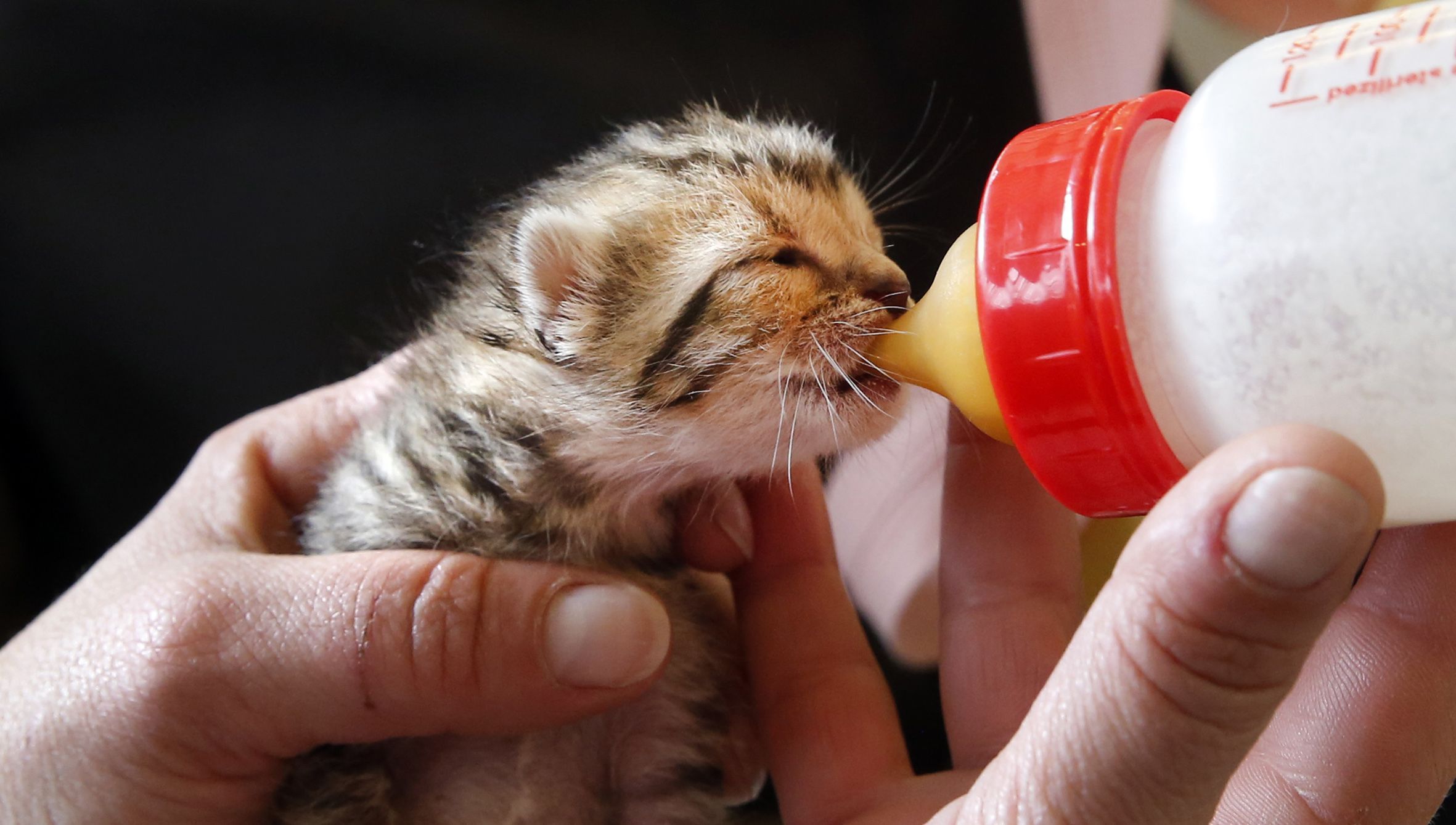 Las imágenes del acto de despedida del buque logístico australiano.Un gato rescatado de un contenedor de basura, recibe los cuidados de una voluntaria en la protectora de animales de Vilagarcía. 3/04/2021