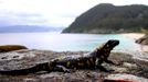 Una de las escasas salamandras que viven en la isla de San Martiño, Cíes