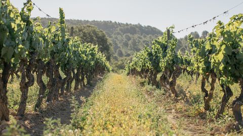 Vi�edo de Vinya La Scala