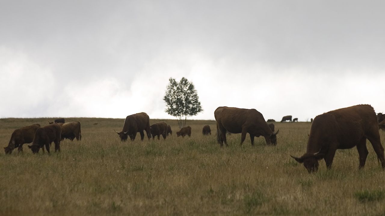 La producci�n ecol�gica de carne es la que cuenta con m�s operadores en la provincia de Ourense