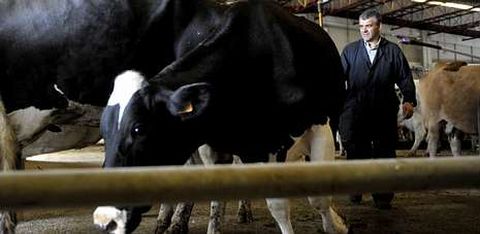 En los primeros ocho meses del ao las vacas de desvieje perdieron 63 euros de media por ejemplar, en el mercado de Silleda. 