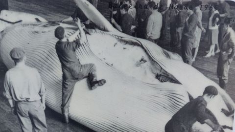 Despiece de una ballena en Morás