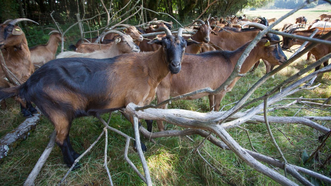 La Comida Para Perros Matará A Una Cabra