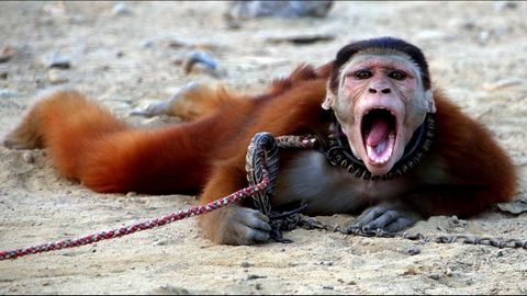 Un mono encadenado durante su adestramiento en Karachi, en Pakistan, para realizar espectculos callejeros