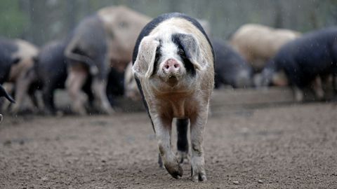 En Fraga do Coto, en Vilalba, los cebos viven en libertad en medio de castaños y robles.