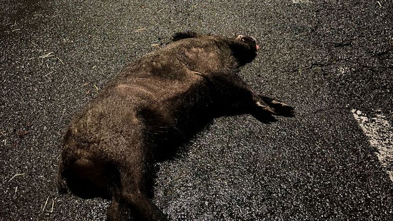 Alertan de la presencia de fauna salvaje en la N-550 en Alba (Pontevedra) y piden medidas de seguridad