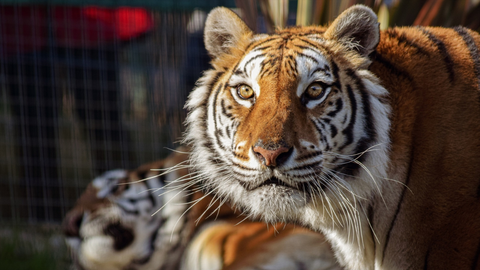 Un tigre en un zoo, en una imagen de archivo.