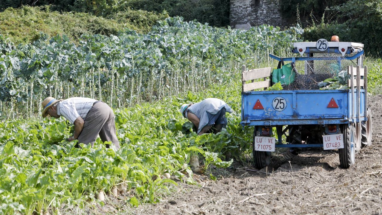 Limpieza de la playa de Razo
