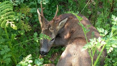 El corzo rescatado en Ribadeo
